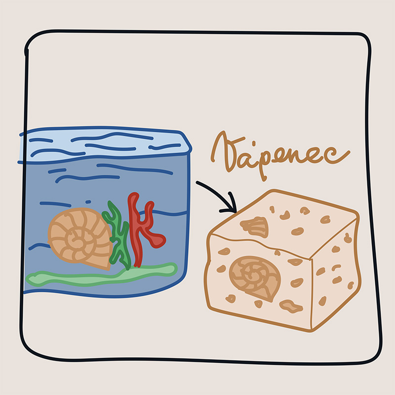 Jak vznikají horniny - usazené (sedimentární) - vápenec