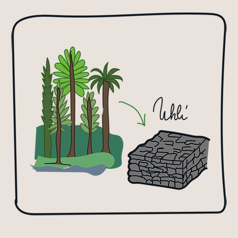 Jak vznikají horniny - usazené (sedimentární) - uhlí